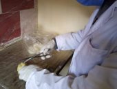 محافظ كفر الشيخ : تحصين 35 ألف و 300 طائر من الأمراض الوبائية