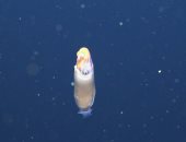 اكتشاف حبار وحيد من جنسه فى أعماق المحيط بأستراليا.. صور