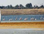الطيور المهاجرة والمقيمة ثروة ذهبية فى سماء بحيرتى قارون ووادى الريان بالفيوم.. منظمة حياة الطيور العالمية :المنطقة ذات أهمية دولية فى تكاثر الطيور التى تمر بها خلال فصل الشتاء..وتسجيل أكثر من 214 نوعا بالمنطقة
