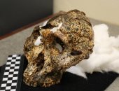 العثور على جمجمة بشرية عمرها مليونى سنة فى جنوب إفريقيا.. صور