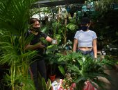 ارتفاع جنونى لأسعار النباتات فى الفلبين بسبب إغلاق كورونا.. فيديو وصور