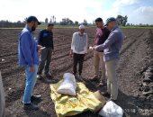 زراعة كفر الشيخ تعلن التوسع فى زراعة القمح على مصاطب وحقول إرشادية للفول