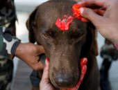 مهرجان الأوفياء.. النيباليون يحتفلون بعيد الكلب بأكاليل الزهور.. ألبوم صور