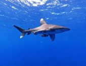 44 نوعا من أسماك القرش بالبحر الأحمر تعرف على أخطرها