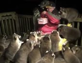 فيديو.. أشهر راعٍ لحيوانات الراكون فى العالم يطعمهم "هوت دوج"