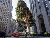 شجرة عيد الميلاد العملاقة تزين نيويورك ..تزن 11طنا بطول 23متراً..ألبوم صور