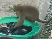 وداعا الغسالة الأتوماتيك.. إندونيسية تتفاجأ بقرد يغسل الملابس بدلا منها.. فيديو