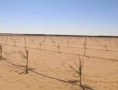 محافظ الوادى الجديد يعلن استكمال زراعة 145 ألف شجرة زيتون بالفرافرة