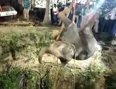 الرحمة حلوة.. إنقاذ فيل سقط فى بئر على عمق 50 قدما بالهند.. فيديو