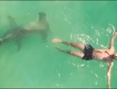 لحظة مرعبة.. طائرة توثق سباحة أمريكى فوق سمكة قرش المطرقة.. فيديو وصور