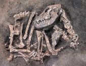 صور.. العثور على بقايا كلب مدفون منذ 8400 عام مع سيده بالسويد