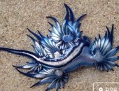 رصد مخلوق بحرى على الشاطئ بجنوب أفريقيا يعرف باسم "أجمل قاتل فى المحيط"