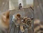 صداقة غريبة تنشأ بين قرد ونمر فى حديقة حيوان صينية.. فيديو وصور