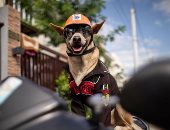 بوجي على الأسفلت.. كلب يقود موتوسيكل صاحبه في شوارع الفلبين.. ألبوم صور