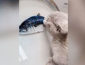 افتكرها حقيقية.. قط يحاول أكل سمكة ثلاثية الأبعاد بالصين.. فيديو وصور