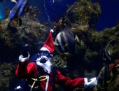 كورونا طرد سانتا كلوز من البر للبحر.. بابا نويل يحتفل بأعياد الميلاد مع أسماك القرش.. ألبوم صور