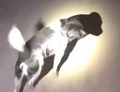 الأمومة غريزة.. أنثى كلب ترشد رجال الإطفاء لإنقاذ جروها فى الصين.. فيديو