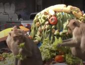 مدينة تايلاندية تحيى مهرجان طعام القرود فى الشوارع لجذب السياح.. فيديو