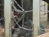 زوار حديقة حيوان طوكيو يشاهدون أول فيل يولد فيها منذ 138 عاما