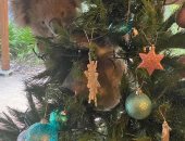 حيوان الكوالا يزين شجرة كريسماس فى استراليا.. تعرف على التفاصيل