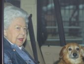 نفوق كلب الملكة البريطانية إليزابيث الثانية "فولكان"