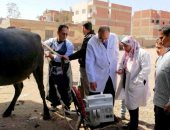 بيطري الشرقية يجرى المسح التناسلىى الشامل لـ 4 آلاف و 208 رأس ماشية 