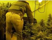 اعتقال شخصين بتهمة زراعة 200 نوع من الماريجوانا فى منزلهما بإسبانيا