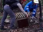 حيوانات كوالا تعود إلى غابات أستراليا بعد تعافيها من إصابات الحرائق.. فيديو