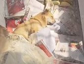 وفاء نادر.. كلب يرفض الطعام وينتظر عودة صاحبه المتوفى بالصين.. فيديو وصور