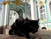 قصة طبيب فرنسى ترك 3 آلاف يورو تركة لأشهر قطط روسيا