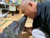 عائلة يابانية تربى تمساحا بطول 7 أقدام فى المنزل لمدة 34 عاما.. فيديو وصور