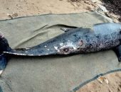 دفن دولفين عثر عليه نافقا على أحد شواطئ الغردقة.. فيديو