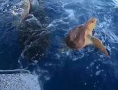 سلحفاة تهرب من سمكة قرش فى مطاردة قرب ساحل جزر الباهاما.. فيديو وصور