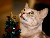 الرقة قطة جميلة لابسة فيونكة وببيونة.. بابا نويل يحتفل بأعياد الميلاد فى مقهى القطط