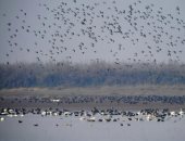 محمية طبيعية فى الصين تشهد رقما قياسيا من الطيور المهاجرة