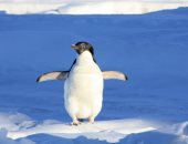 توقعات باصطدام أكبر جبل جليدى فى العالم بجزيرة تسكنها طيور البطريق