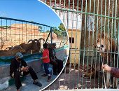 حديقة حيوان الإسكندرية وجهة الأهالى فى الشتاء.. تستقبل الزائرين بنسبة 50% وسط إجراءات احترازية مشددة.. مدير الحديقة: استقبلنا حيوان النو الأزرق وننتظر سبع البحر ولدينا 10 ولادات جديدة "صور"