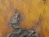 العثور على ثعبان طوله 6 متر وعمره 47 مليون عام.. شاهدة