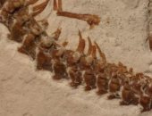 العثور على حفرية أقدم ثعبان عاش فى أوروبا قبل 47 مليون سنة فى ألمانيا