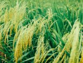 اكتشاف أقدم حقول أرز فى العالم عمرها 6000 عام داخل الصين