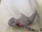 متزلجة روسية تسخر من نفسها بعد سقوطها على منحدر جليدى.. فيديو وصور