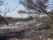 وزارة الزراعة السورية تكشف عن اندلاع 2480 حريقا فى 4 محافظات خلال عام 2020