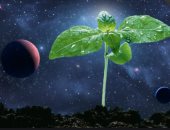 غرسات نبات الفلفل تثمر فى الفضاء