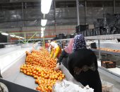 الحجر الزراعى: مصر الأولى عالميا في تصدير البرتقال والفراولة