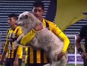 كلب يقتحم مباراة فى الدورى البوليفى ولاعب يحمله خارج الملعب.. فيديو