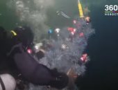 غواصون روس يثبتون شجرة الكريسماس تحت الماء.. فيديو