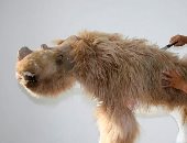 اكتشاف وحيد قرن صوفى فى سيبيريا عمره 12 ألف سنة.. ألبوم صور
