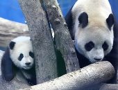 أول ظهور لشبل الباندا العملاق بعد ولادتها فى تايوان.. ألبوم صور