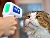 دراسة صينية: القطط أكثر الحيوانات الأليفة المعرضة للإصابة بفيروس كورونا