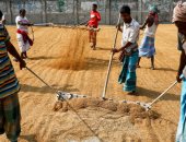 البنت زى الولد.. المرأة فى بنجلاديش تتحدى التغير المناخى وتنجح فى حصاد الأرز ..ألبوم صور